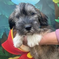 Hubert sucht ein Zuhause, Hund zur Adoption