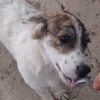 Mila 💚💚💚 Süßes Hundekind, Hündin zur Adoption