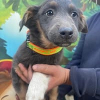 Harry sucht ein Zuhause, Hund zur Adoption