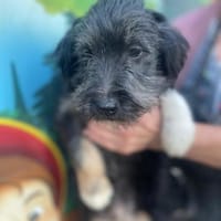 Hugo sucht ein Zuhause, Hund zur Adoption