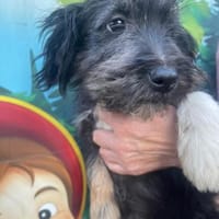 Hugo auf PS in 45476 Mülheim, Hund zur Adoption