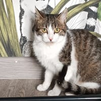 GARDEN, chatte à adopter