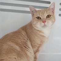 SELENA CHA, chatte à adopter