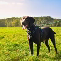 SENSI PAA24006, chienne à adopter