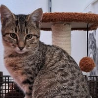 Melo, chat à adopter
