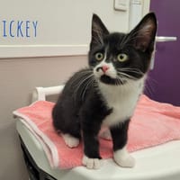 Mickey, chat à adopter