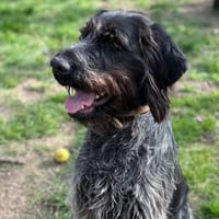 TAK PAA009, chien à adopter