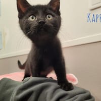 Kapri, chat à adopter