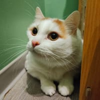 Caramel, chat à adopter