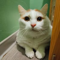 Caramel, chat à adopter