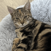 PIXIE, chatte à adopter