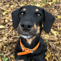 Sabine, chienne à adopter