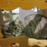 Chipie, chatte à adopter