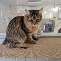 DACHSIE (réservée), chatte à adopter