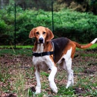 Ricardo, chien à adopter