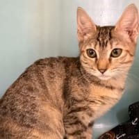 GABY, chatte à adopter