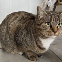 Simone, chatte à adopter