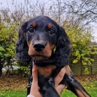 KAHU CHAO, chienne à adopter