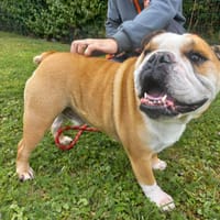 PEPITO, chien à adopter