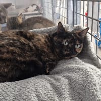 Lady (réservée), chatte à adopter