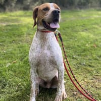 REDBULL PAA24008, chien à adopter