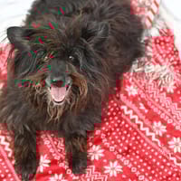 Judwal, chien à adopter