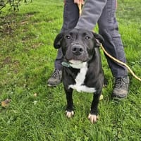 VALENTIN, chien à adopter