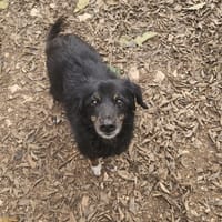 HERA (reservé), chienne à adopter