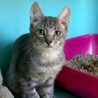 APPY, chat à adopter