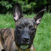 LESKO CHAO, chien à adopter