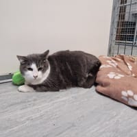 OREO, chat à adopter