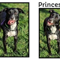 PRINCESSE, chienne à adopter