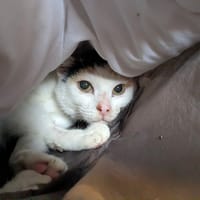 CALIE, chatte à adopter