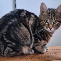 Coton, chat à adopter