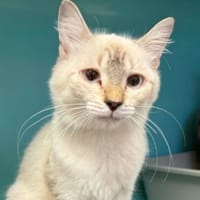 ADRIANA, chatte à adopter