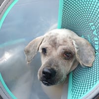 GUISMO, chien à adopter