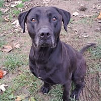 DOST, chien à adopter