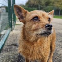 milka, chienne à adopter