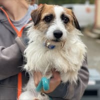 TED, chien à adopter