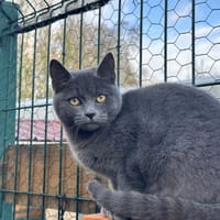 Abstral, chatte à adopter