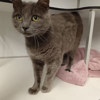 ALFREDS, chat à adopter
