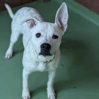 AIKA, chienne à adopter