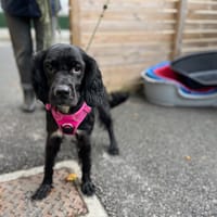 BANDY, chien à adopter