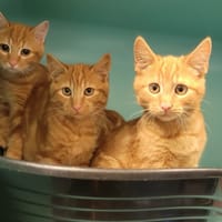 FILAO, chat à adopter