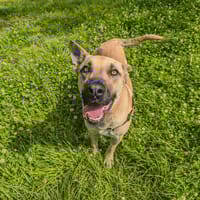 Laïos, chien à adopter