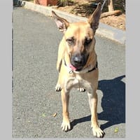 Laïos, chien à adopter