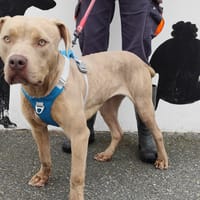 COBALT VAA, chienne à adopter
