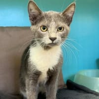 ALOE, chatte à adopter