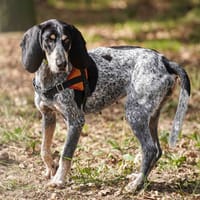 PARIS, chienne à adopter