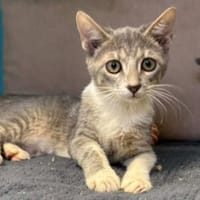 AQUA, chatte à adopter